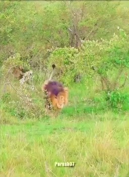HICH:Rate The Legend Lion King of Kenya 🇰🇪 👑👑👑👑