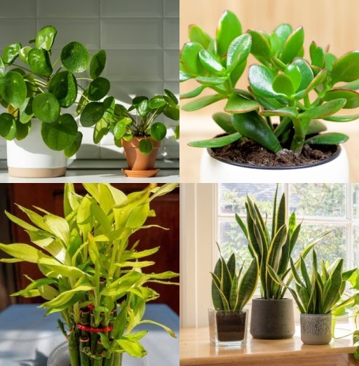 HICH:These are the 4 best lucky plants that brings positive vibe in your home. These are called lucky plants that brings prosperity and wealth in house.