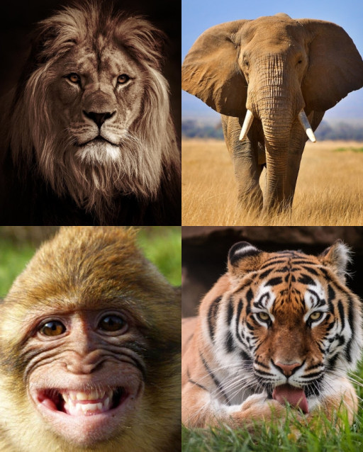 HICH:Which animal is known as the king of Jungle ?