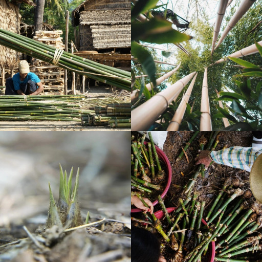 HICH:What's the most cool fact about Bamboo?