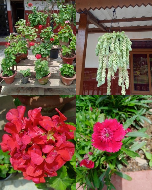 HICH:Four kinds of Flowers 🌺 which you like best? Follow please I will back also . HICH post 📯.thanks.