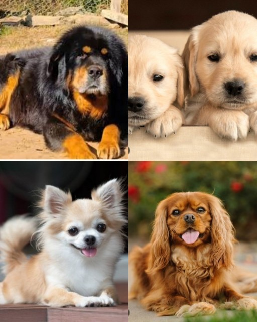 HICH:Which one is your favorite dog?