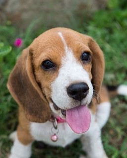 HICH:My puppy😘