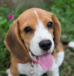 HICH:My cute little puppy😍😘 chaplinn