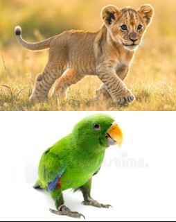 HICH:Which one is cub? #Hitch police#