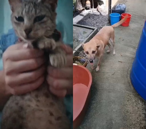 HICH:Are you a dog lover or a cat person? Anyways meet our 2 awesome pets namely Choco the dog and Mika the cat😊💗