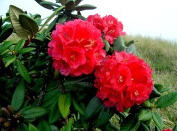 HICH:what is name of this flower?