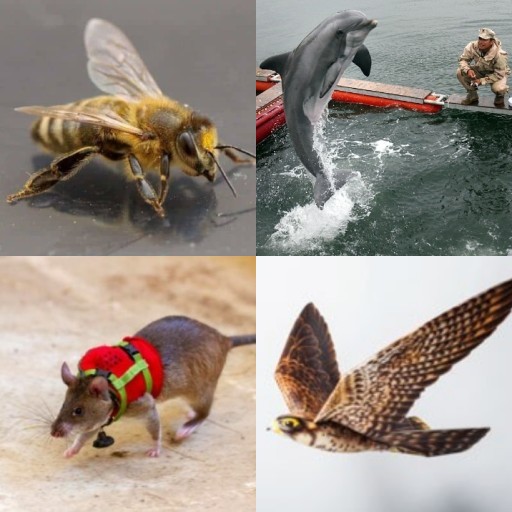 HICH:What's a surprising ways human have used animal behavior to solve problems?