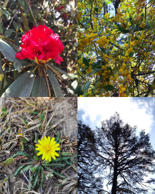 HICH:The spring blossom. 
#photography