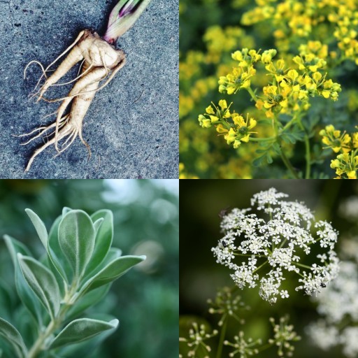 HICH:Which plant is secretly banned in ancient black magic rites?
