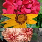 HICH:, follow me please liked and beautiful difference between flowers for environmental circuits what you want to do you?