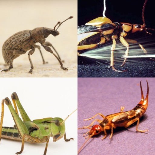 HICH:Which insect targets predators with 100°C bursts from its abdomen?