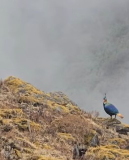 HICH:Nepal 🇳🇵 National Bird 🐦