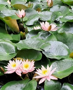 HICH:Do you know about lotus 🪷? Why compare to human life with lotus?