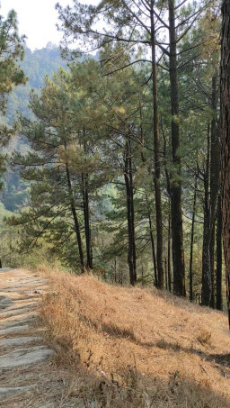 HICH:Being alone in nature is the best therapy 😊