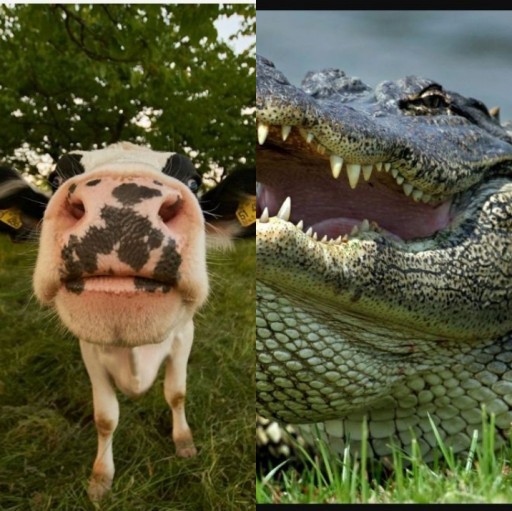 HICH:Which one is Felsh Eating Animal