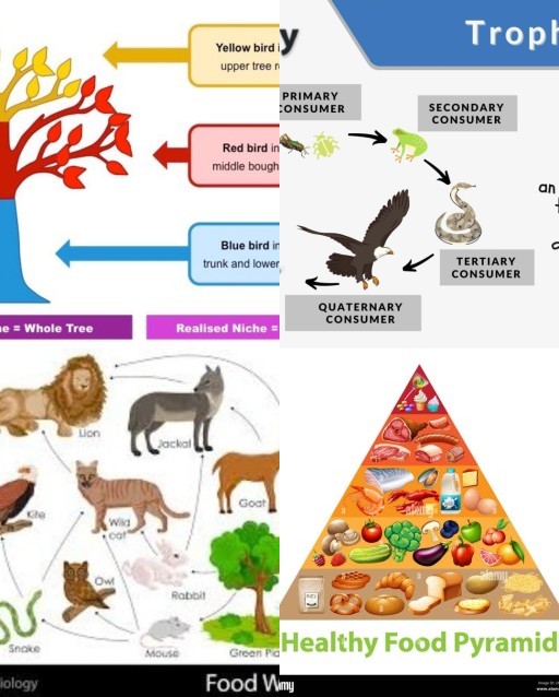 HICH:These refer to the complicated feeding relationship that exists among organisms in the natural ecosystem?