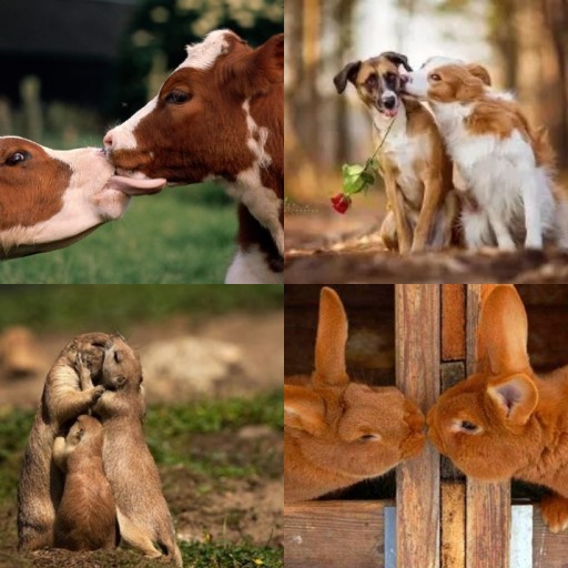 HICH:Which animals do you like the most?