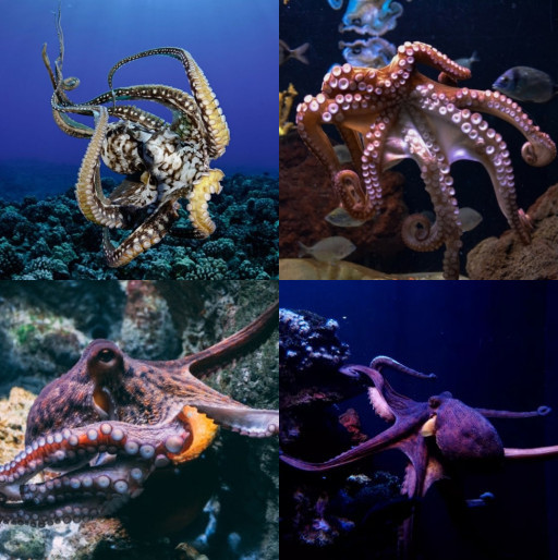 HICH:What is the most amazing mind blowing fact about Octopuses?