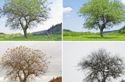 HICH:What is the main reason for change of season in earth ?