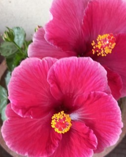HICH:Rate this flower #hich family # follow me