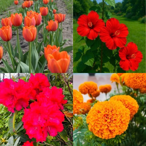 HICH:Which is your best flower?