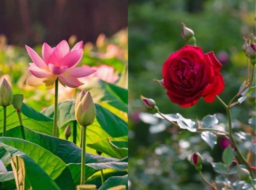 HICH:which one is your favourite flower?