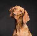 HICH:Do you think it is unhygienic (not clean) to keep a pet animal - like a dog or a cat - in your house?
