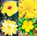 HICH:Different kind of flowers in yellow.💛 Please choose what you like the most.  #yellowflower #nature
