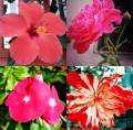 HICH:Amazingly beautiful in Red. 😍 Which one you like the most? #redflowers #nature