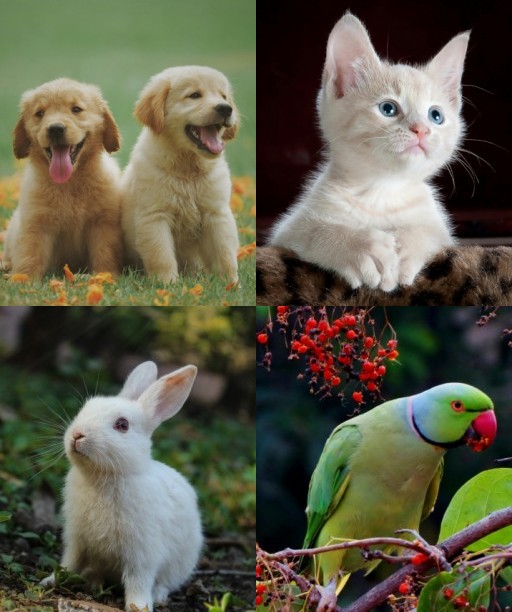 HICH:Choose one