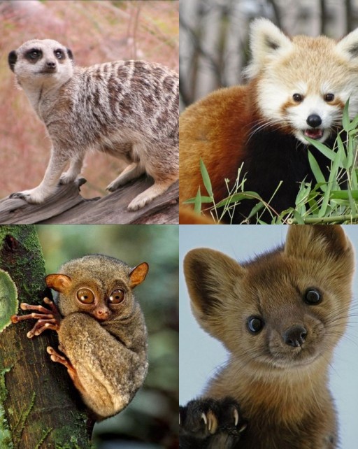 HICH:Which one of them is meerkat. ?