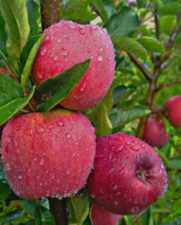 HICH:Which vitamin is primarily found in apples?
Choose one option below: