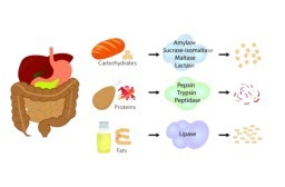 HICH:When do you reach for enzyme supplements?