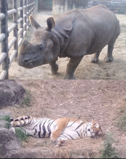 HICH:Which animal is rare?