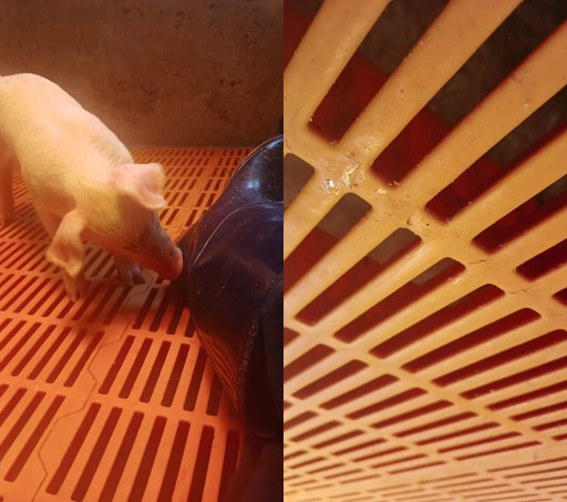 HICH:Pig farming ❤️