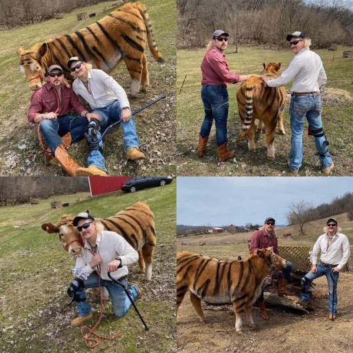 HICH:When you want to take pictures with tiger but safety comes first, which is the best picture taken?