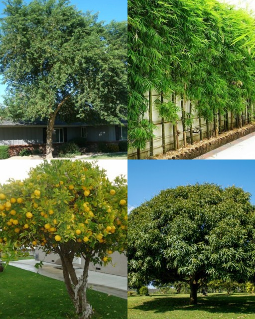 HICH:Give examples of plants used as windbreaks in agriculture.