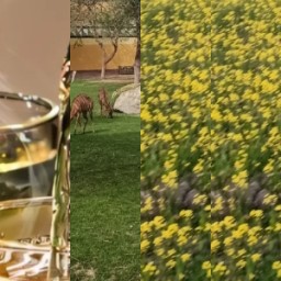 HICH:#Quich # which picture seen the deer # follow#hich