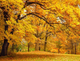 HICH:If a tree falls in a forest and no one is around to hear it, does it make a sound?