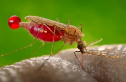 HICH:Which of the following is true about the Malaria disease?