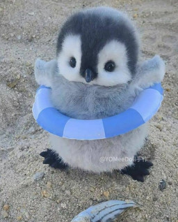 HICH:Rate the cuteness of this image 🥰