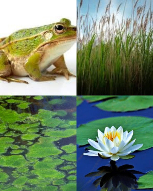 HICH:An example of a consumer in a pond ecosystem is??