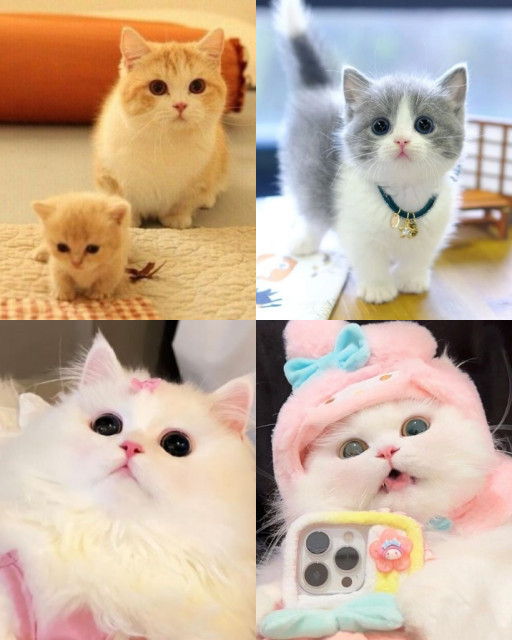 HICH:Which cat is cute?