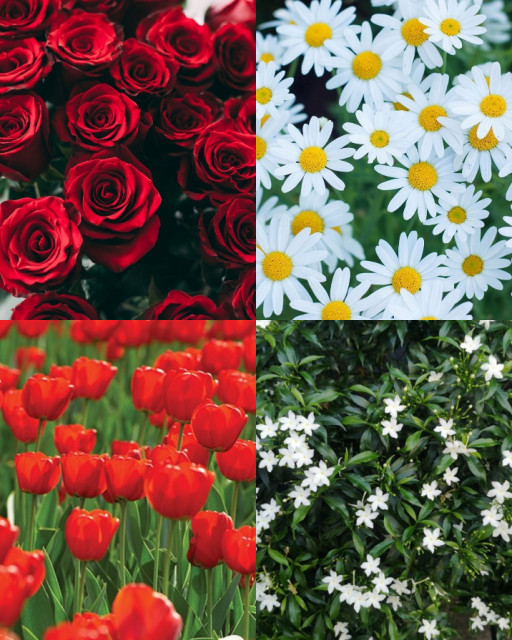 HICH:Question:vote your favorite flower & like this post...?
