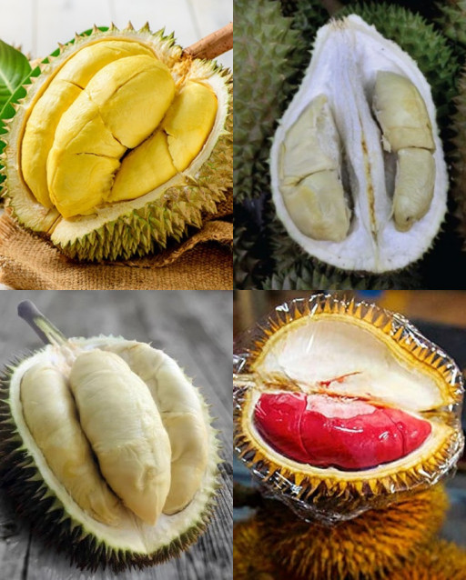 HICH:Durian is a delicious fruit of Malaysia.here i show four types of durian. which types of durian have you eaten?