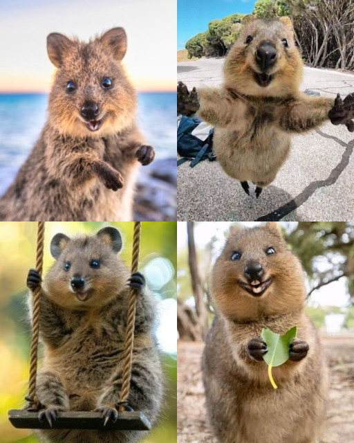 HICH:The Quokka is known as 