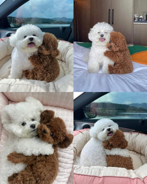HICH:Best friends 🧡