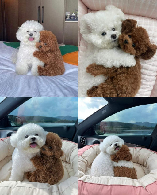 HICH:Best friends 🧡 Which photo is the cutest? 😍