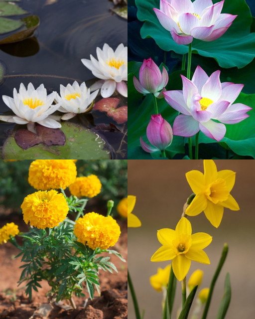 HICH:Which is the best flower. Follow me. Get back too.